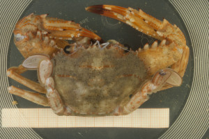 Cronius ruber (Lamarck, 1818) caught off Guinea at 35 m depth in May 2012.  (Identification E.Willassen)
