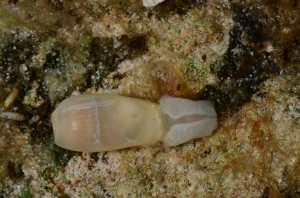 The sacoglossan Ascobulla ulla; Eulethera I., The Bahamas