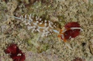 The nudibranch Phidiana lynceus; Eulethera I., The Bahamas