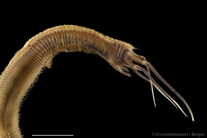 Another and rather different looking bristle worm, this time from the family Onuphidae. Scale bar is 0.5 cm