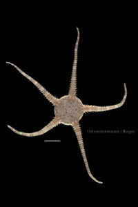 A brittle star, Ophiura ophiura (scale bar is 0.5cm)