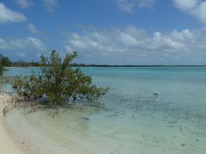 A sand flat lined by mangroves; Eulethera I., The Bahamas