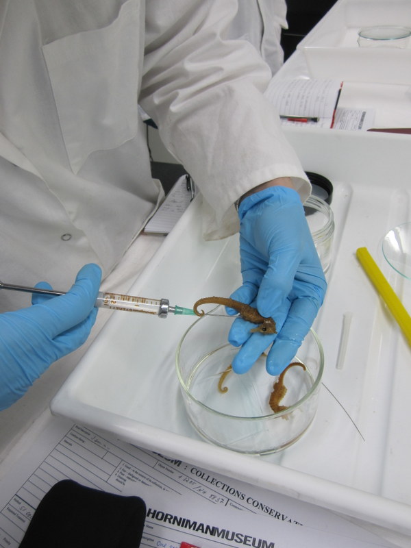 Injecting alcohol in dessiccated specimens to help them rehydrate (and sink). 