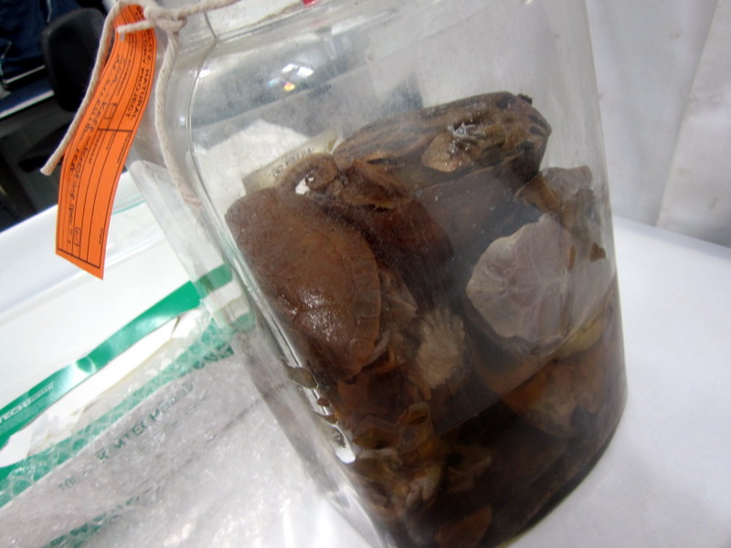 A jar stuffed full of turtles and tortoises in really bad condition - we tried to salvage as much as possible, especially one specimen that was of a species they didn't have in the museum collection. 