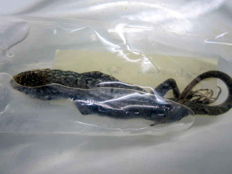 Making a display part 1: One lizard in a bag. Extract from bag, figure out which preservative has been used, transfer to suitable new preservative. 