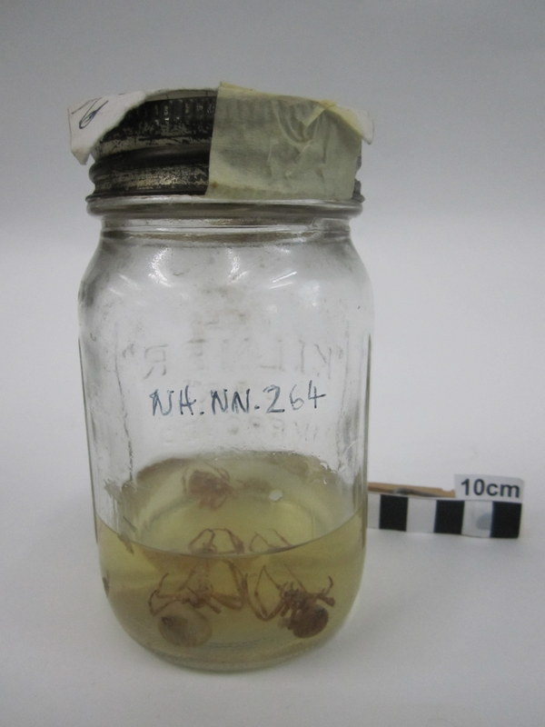 A fairly messy jar with spiders (with varying numbers of legs still attached) and a tick