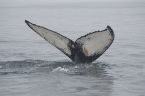 Greenland-10092013-079whalesafari