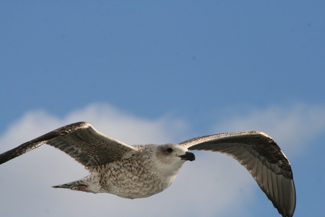 Fulmars and gulls are alos following us, hoping we'll give up on the small animals and start catching fish for them
