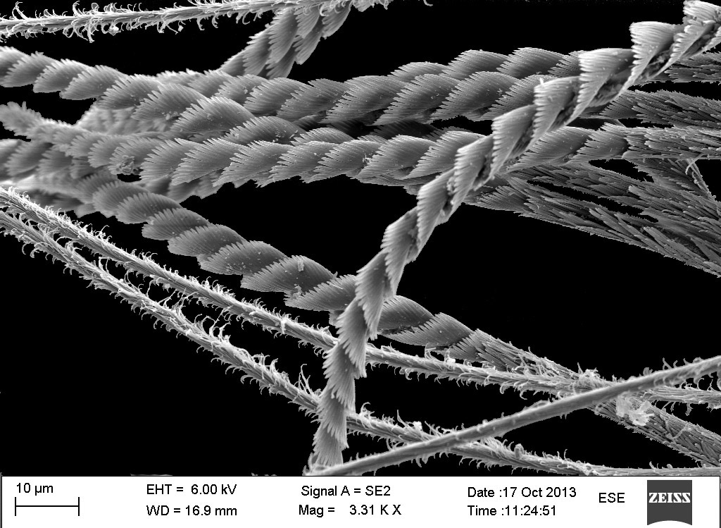 These are the bristles of a polycheate viewed at 3310 times magnification in a scanning electron microscope. So pretty! 