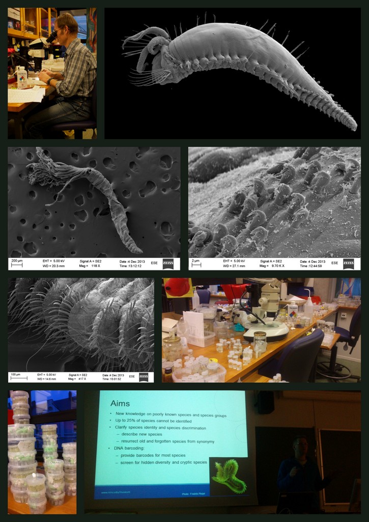 Work in the lab, SEM photos of complete animals and of tiny details, talks and stacks of material. (Pictures by A. Mackie and K.Kongshavn)