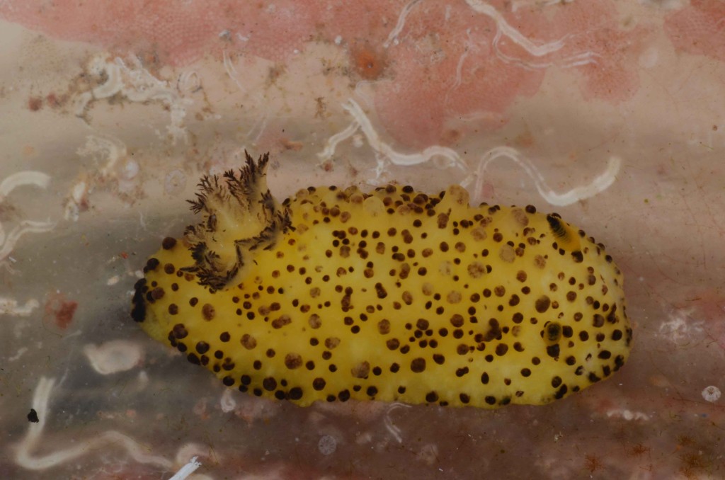 An undescribed species of Doris nudibranch (Barra reefs, Inhambane, Mozambique)