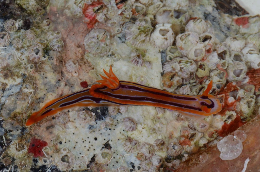 Hypselodoris regina (Barra reefs, Inhambane, Mozambique)
