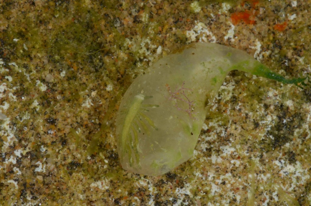 A species of sacoglossan (Placida sp.) found inside the "bubble" algae Valonia sp where it lives and feeds from.  