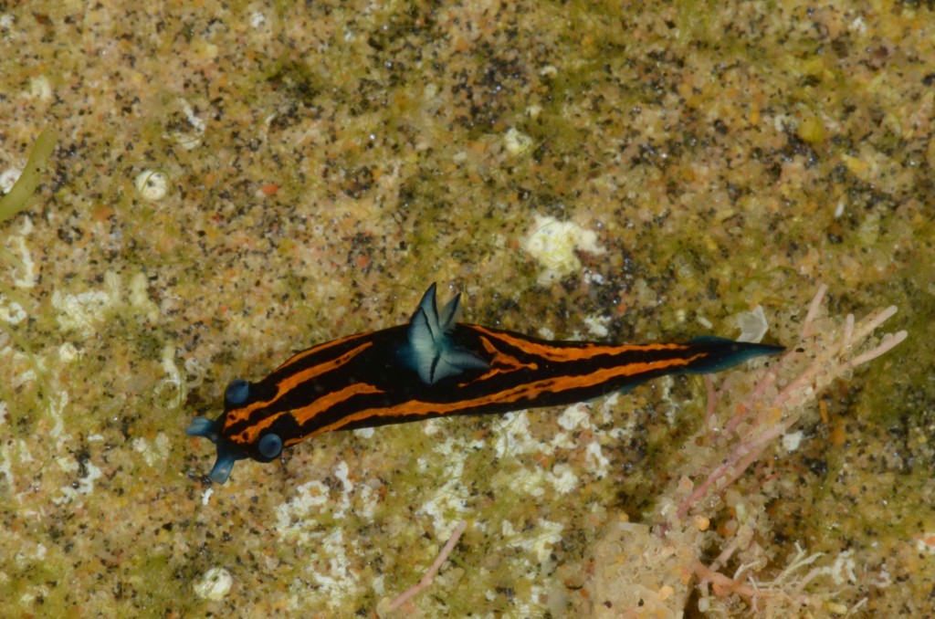 Roboastra gracilis (Paindane, Inhambane, Mozambique)