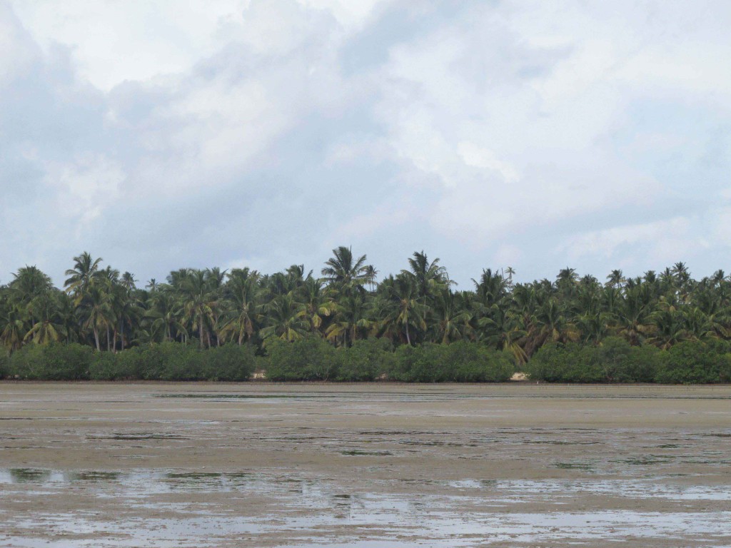 A sand flat lined with mangroves and coconut trees (Barra estuary, Inhambane, Mozambique)