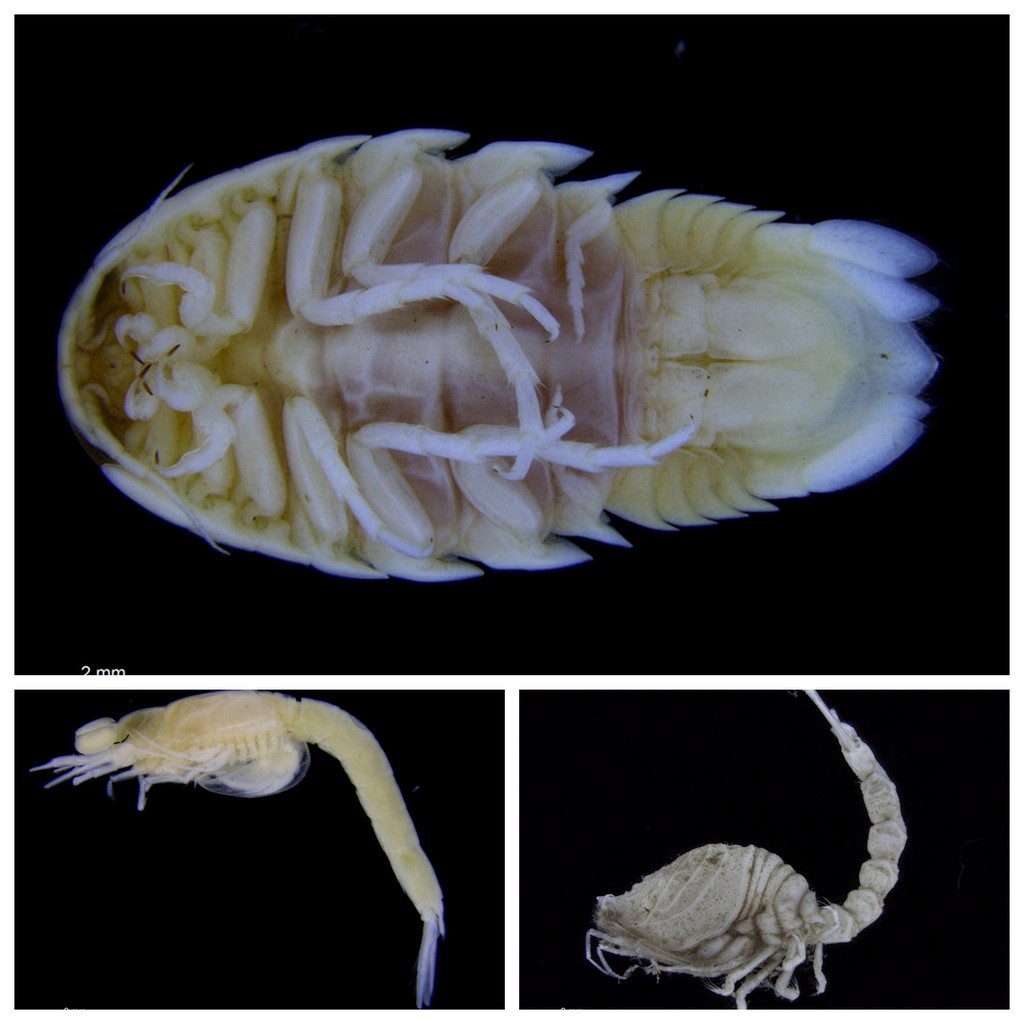 ..and one plate with Cumacea (bottom right), Mysida (bottom left) and Isopoda (top)