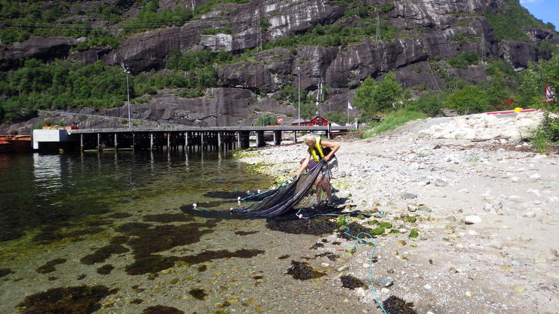 Netting for fish in the littoral zone