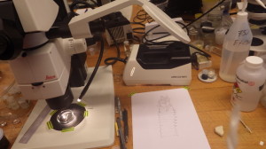 Preparing drawings using a camera lucida on the stereo microscope