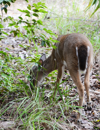 A Key deer (Odocoileus virginianus clavium). An endemic subspecies of the American white-tailed deer