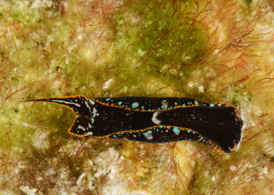 Chelidonura berolina (Key Largo)