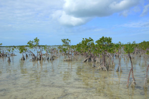 Mangroves at Summerland Key