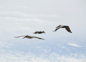 Pelicans, a daily presence in the Keys