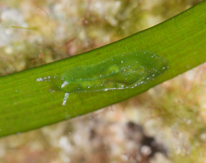 Phylaplysia engeli blending with its preferred habitat - seagrass leaves