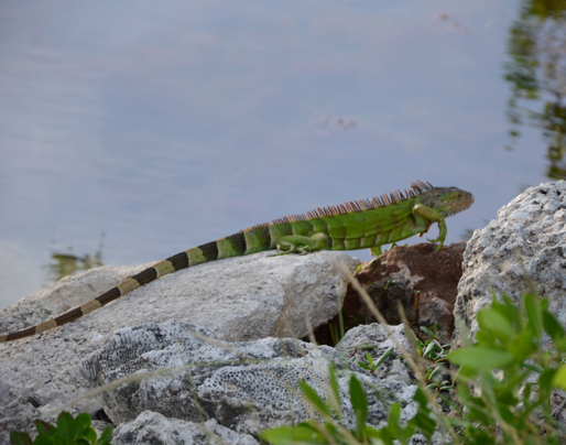 The iguana is an exotic species very common in the Keys