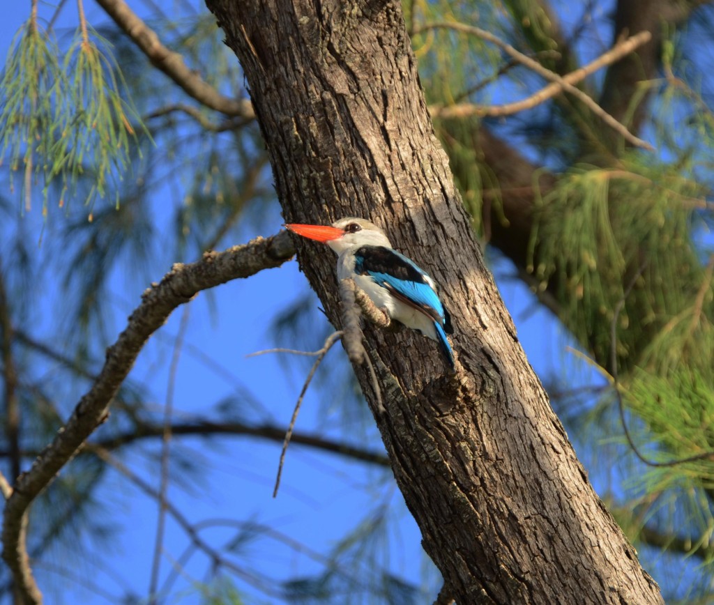 A kingfisher bird. Vamizi Island.