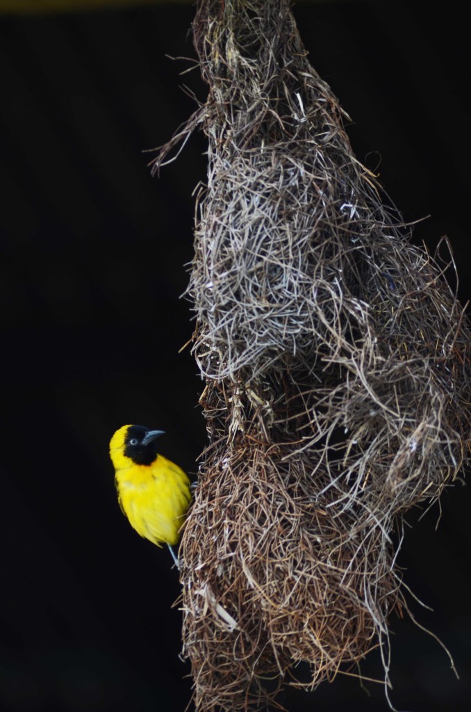 A weaver bird. Vamizi Island.