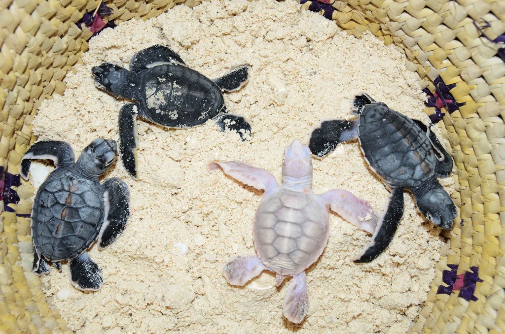 Baby green turtles recovered from a damaged nest, with a rare case of albinism in this group of reptiles.