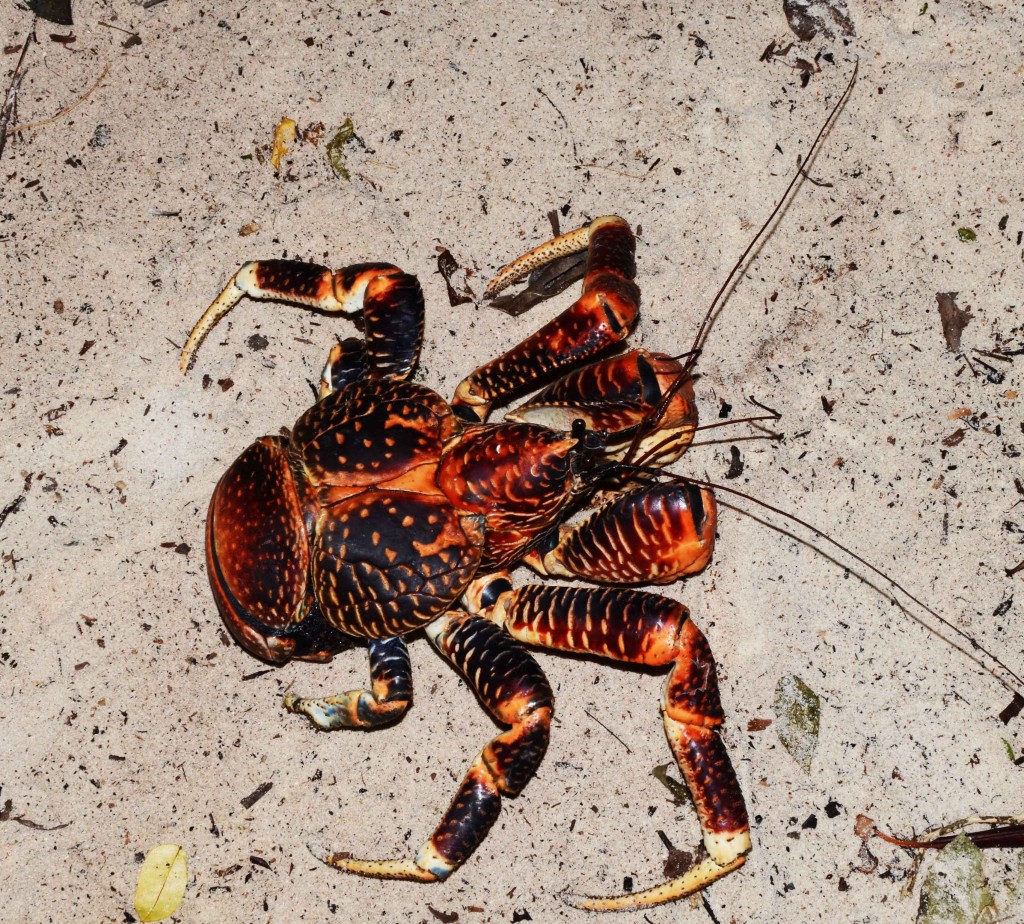 Coconut crab. Extinct to nearly extinct in many islands of the Indo-Pacific. Vamizi Island.