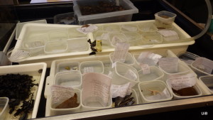 Identified samples - at the end of each day, the students present the animals that they have studied that day to their classmates. 