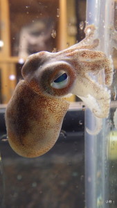 Todays cutest catch - he's a Rossia cephalopod