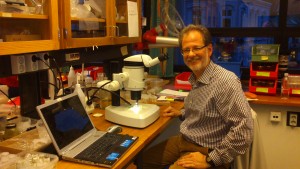 Guest researchers come to work on the material, here is Julio from Spain, who examined bristle worms from the family Oweniidae