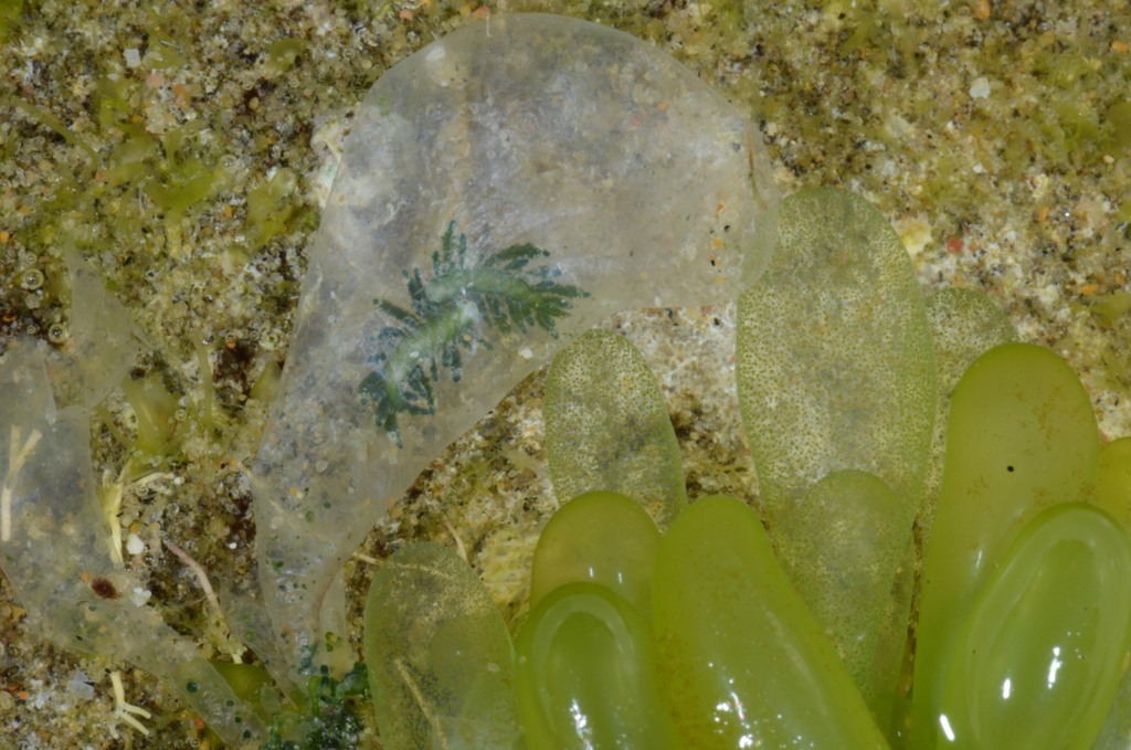 Ercolania sp. feeding inside algae (Photo: M. Malaquias)