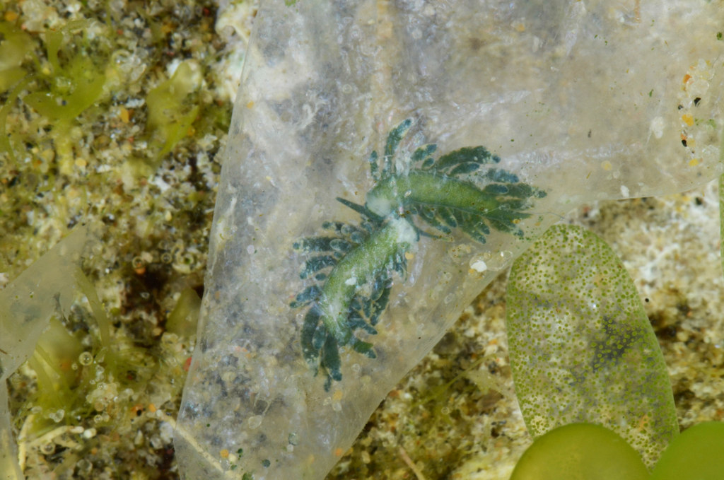 detail of Ercolania sp. inside algae (Photo: M. Malaquias)