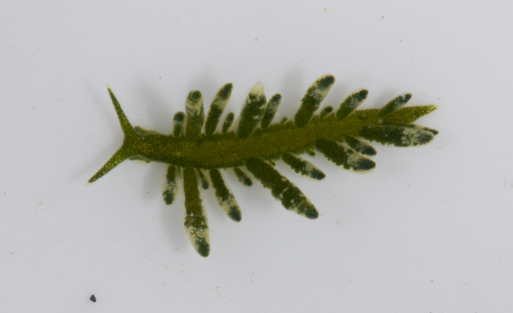 Ercolania sp. after removal from algae (Photo: M. Malaquias)