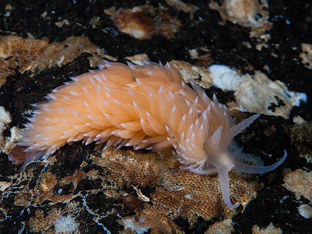 The sea slug Berghia norvegica, an endemic species from Norway. Photo: Kåre Telnes.