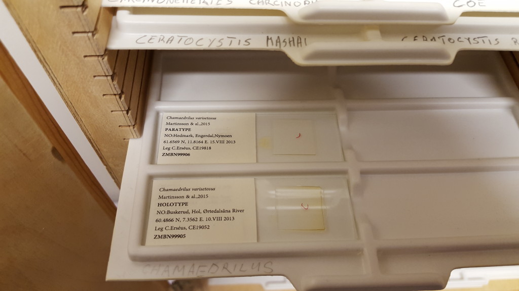 Type specimen on microscopy slides are kept in special cabinets. This shows the Holotype and Paratype of the small worm Chamaedrilus varisetosus, which was described for the first time by a group of Swedish and Italian researchers this year (Martinsson, Rota, Erséus (2015): ZooKeys 501: 1–14. doi: 10.3897/zookeys.501.9279) (Photo: E.Willassen)  