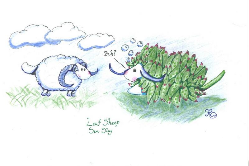 Regular sheep vs Leaf Sheep Sea Slugs (ill: T.R. Oskars)