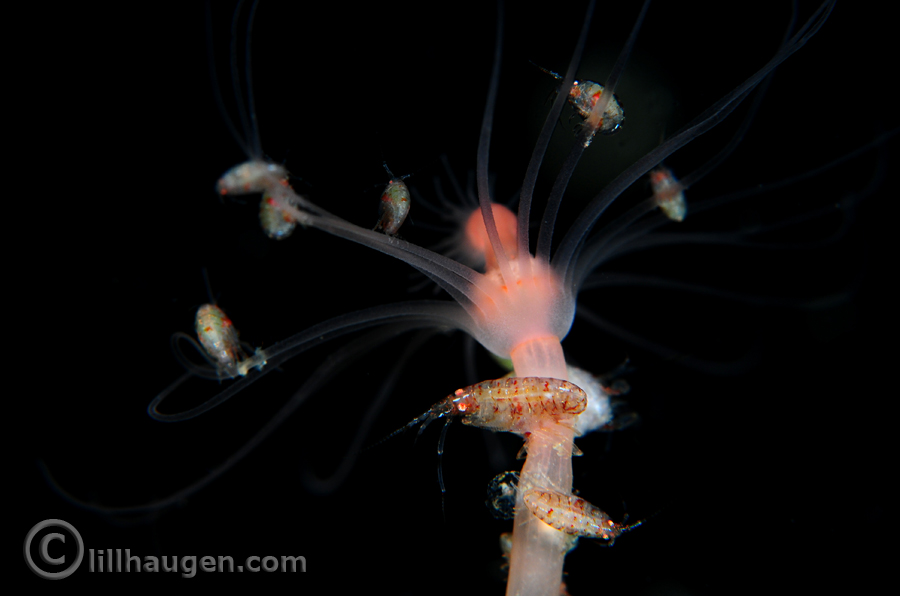 An amphipod family at home. Photo by Lill Haugen, all rights reserved