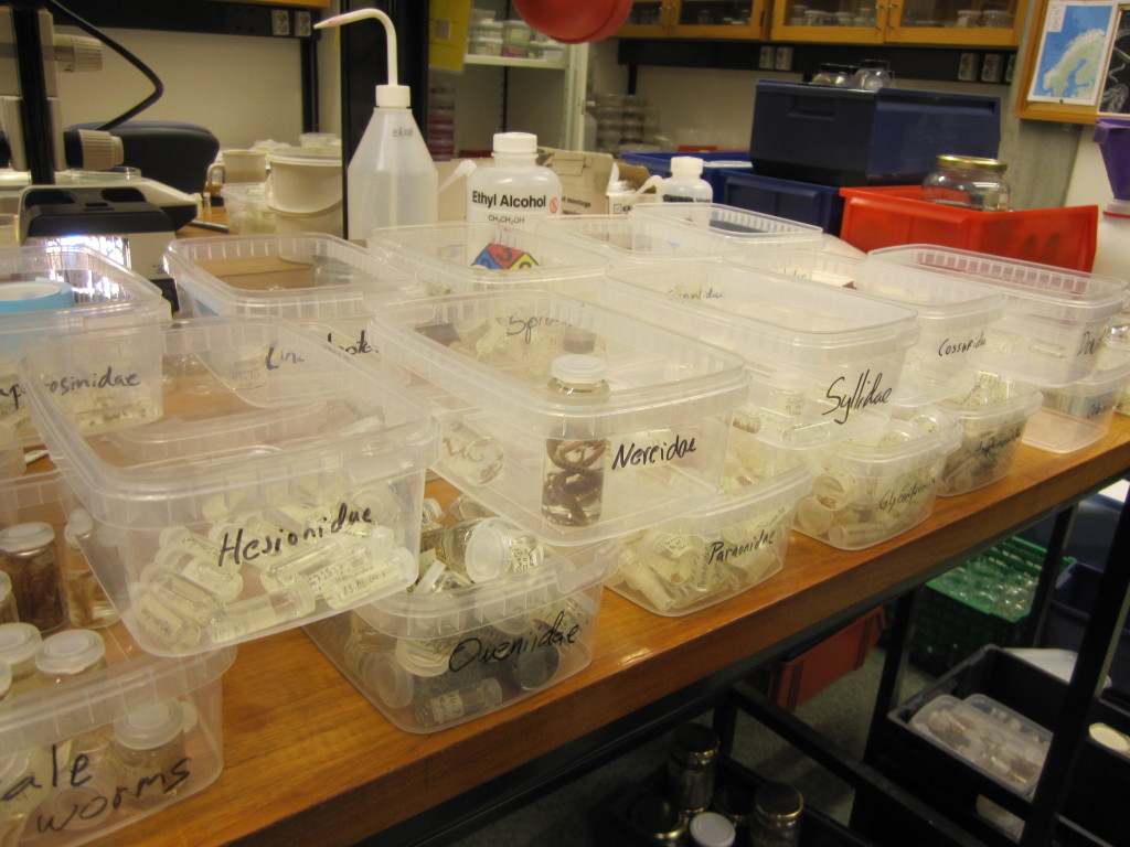 Sorting identified polychaete samples to family before storage