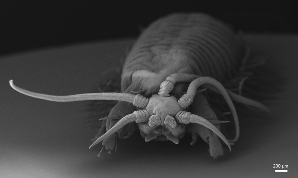Nothria otsuchiensis - a bristle worm from NSW, Australia (author N. Budaeva)