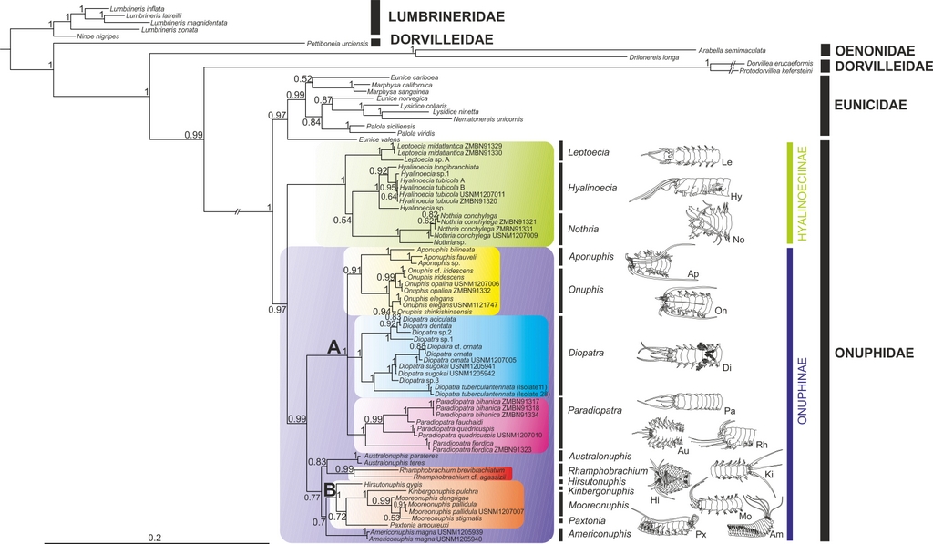 Phylogenetic tree of a bristle worm family Onuphidae (Budaeva et al., 2016)