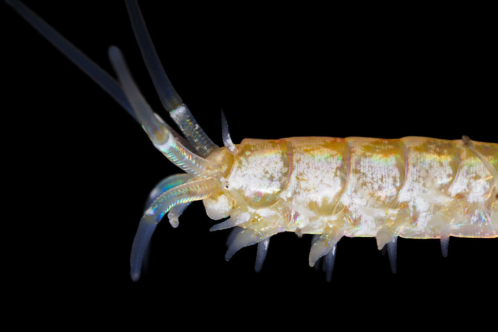 Undescribed species from the genus Onuphis from the Lizard Island, intertidal (Photo: A. Semenov)