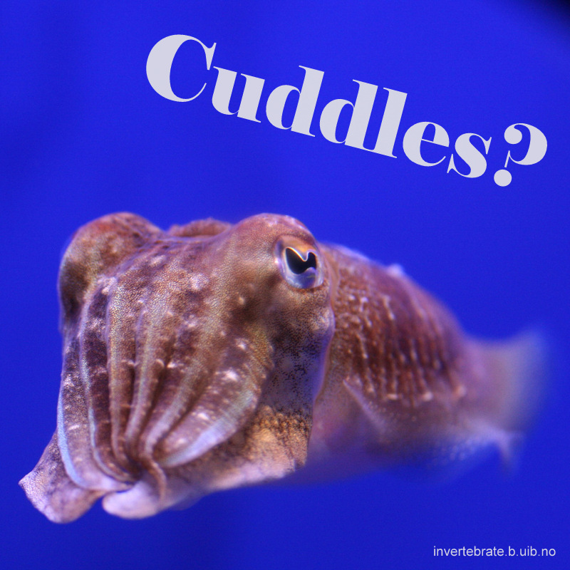 This cuttlefish was encountered in an Aquarium, and thus does not reside in our collections! They belong to the class Cephalopoda, which also includes squid, octopodes, and nautiluses. Cuttlefish have a unique internal shell, the cuttlebone. Despite their name, cuttlefish are not fish but molluscs. (Photo: K.Kongshavn)