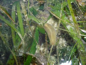Phanerophthalmus crawling on seagrass. Photo: M. Malaquias