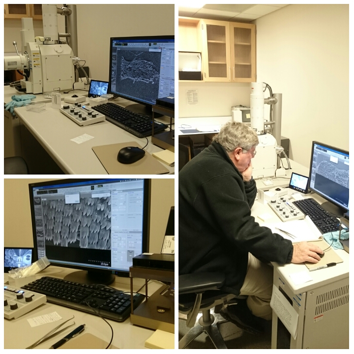 Scanning electron microscope session with Terry