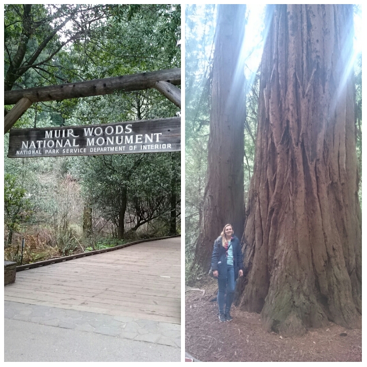 The amazing redwood trees at Muir Woods just outside the city